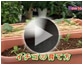 第18回 イチコ゛の育て方