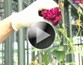 第27回 バラの剪定方法