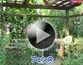 第28回 バラの仕立て方
