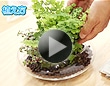 第102回 ハイドロカルチャーで観葉植物を育てる方法